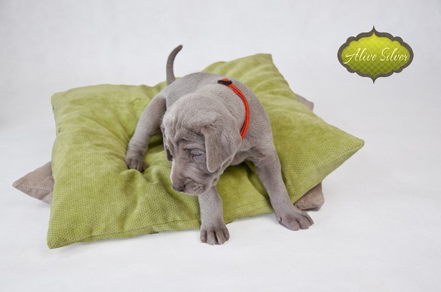 Miot F — 4 Weeks Puppies Weimaraner