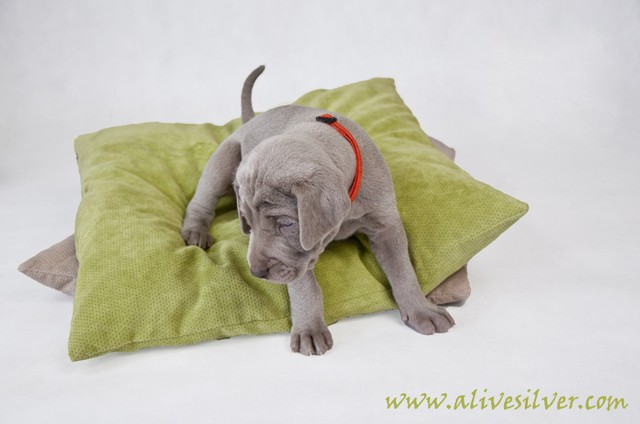 Miot F — 4 Weeks Puppies Weimaraner