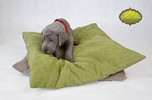Miot F — 4 Weeks Puppies Weimaraner