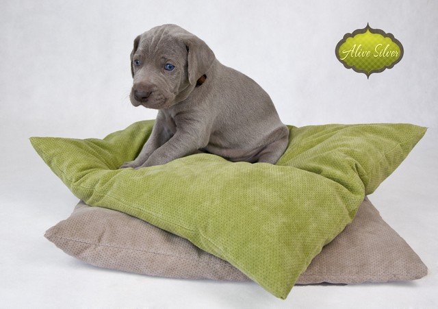 Miot F — 4 Weeks Puppies Weimaraner
