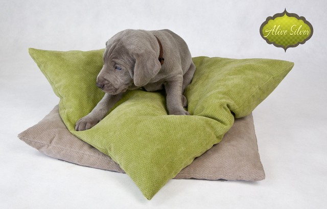 Miot F — 4 Weeks Puppies Weimaraner