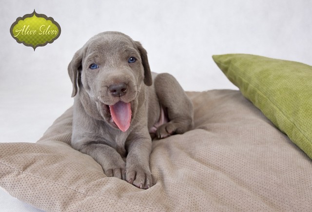 Miot F — 4 Weeks Puppies Weimaraner