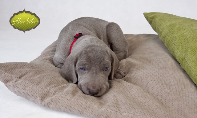 Miot F — 4 Weeks Puppies Weimaraner