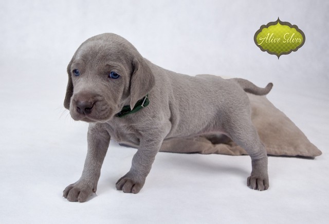 Miot F — 4 Weeks Puppies Weimaraner