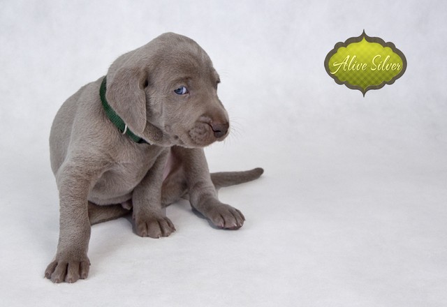 Miot F — 4 Weeks Puppies Weimaraner