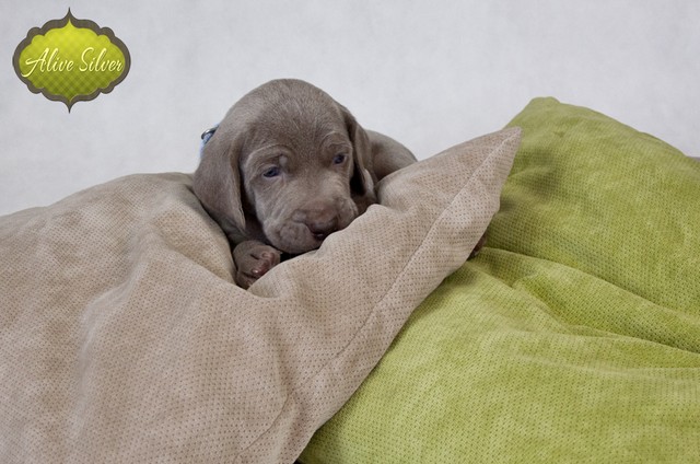 Miot F — 4 Weeks Puppies Weimaraner