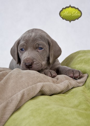 Miot F — 4 Weeks Puppies Weimaraner