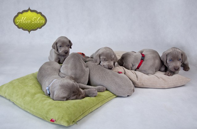 Miot F — 4 Weeks Puppies Weimaraner