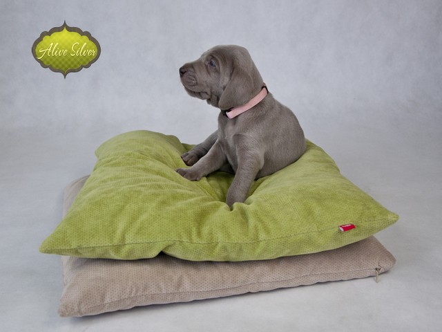 Miot F — 4 Weeks Puppies Weimaraner