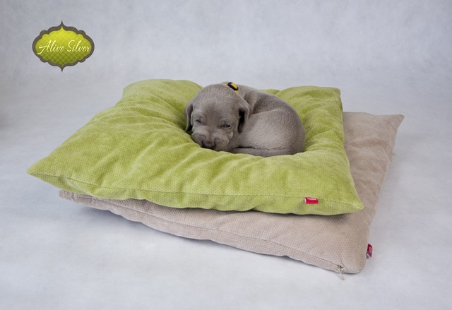 Miot F — 4 Weeks Puppies Weimaraner