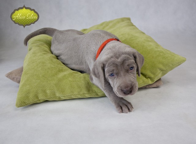Miot F — 4 Weeks Puppies Weimaraner