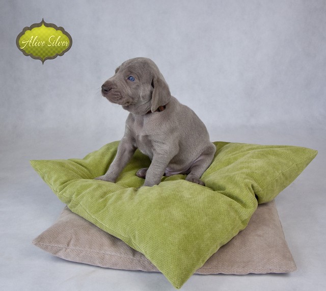 Miot F — 4 Weeks Puppies Weimaraner