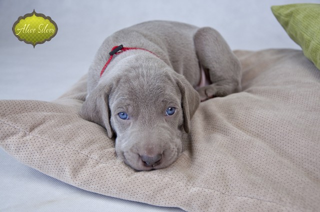 Miot F — 4 Weeks Puppies Weimaraner