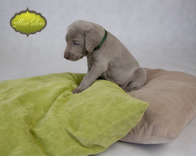 Miot F — 4 Weeks Puppies Weimaraner