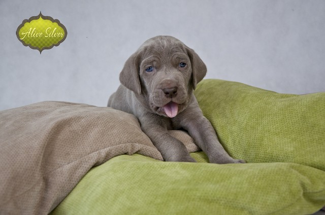 Miot F — 4 Weeks Puppies Weimaraner