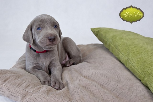 Miot F — 4 Weeks Puppies Weimaraner
