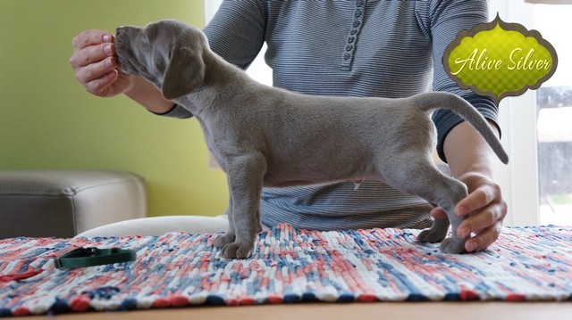 Miot F — 4 Weeks Show Puppies Weimaraner