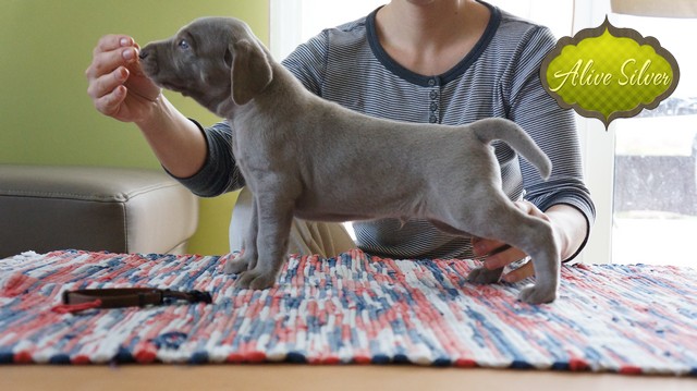 Miot F — 4 Weeks Show Puppies Weimaraner