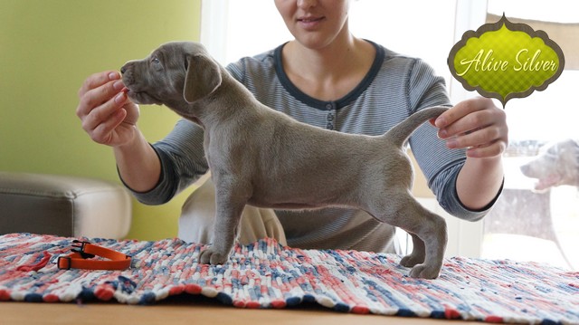 Miot F — 4 Weeks Show Puppies Weimaraner