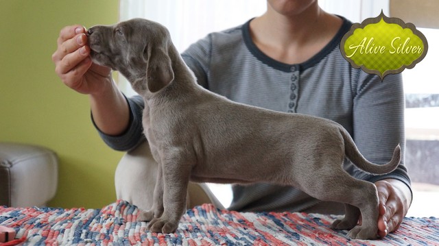 Miot F — 4 Weeks Show Puppies Weimaraner