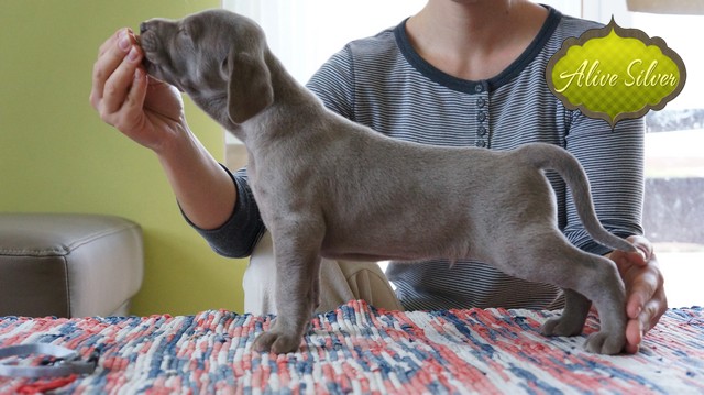 Miot F — 4 Weeks Show Puppies Weimaraner