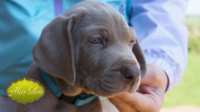 Miot F — 5 Weeks Puppies Weimaraner/Boys