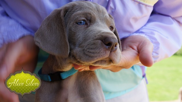 Miot F — 5 Weeks Puppies Weimaraner/Boys