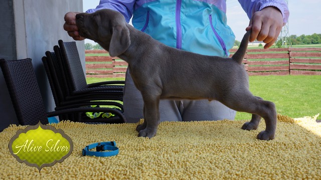 Miot F — 5 Weeks Puppies Weimaraner/Boys