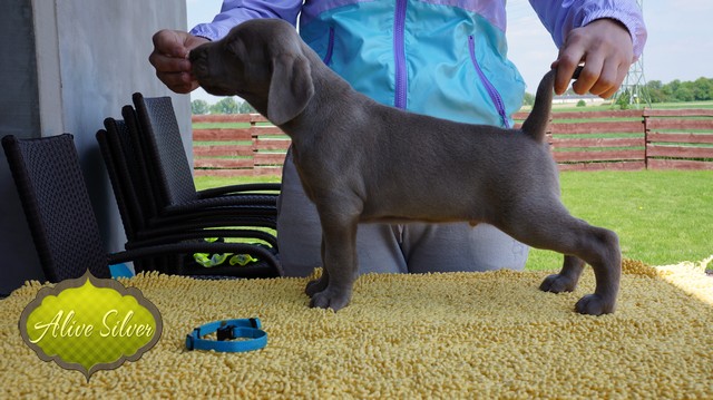 Miot F — 5 Weeks Puppies Weimaraner/Boys