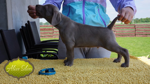 Miot F — 5 Weeks Puppies Weimaraner/Boys