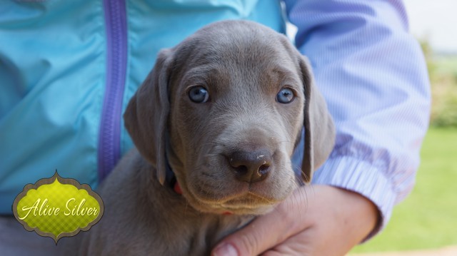 Miot F — 5 Weeks Puppies Weimaraner/Boys