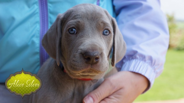 Miot F — 5 Weeks Puppies Weimaraner/Boys