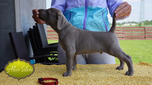 Miot F — 5 Weeks Puppies Weimaraner/Boys