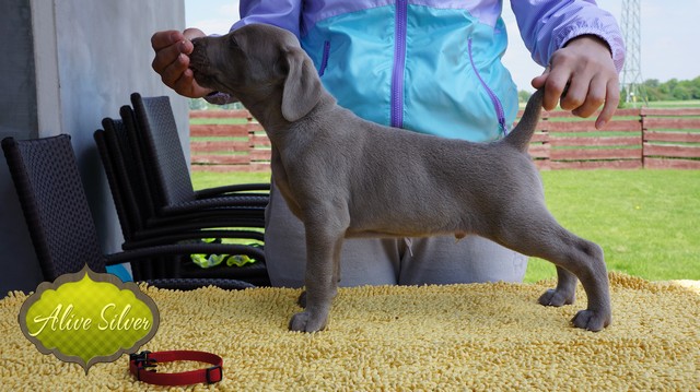 Miot F — 5 Weeks Puppies Weimaraner/Boys