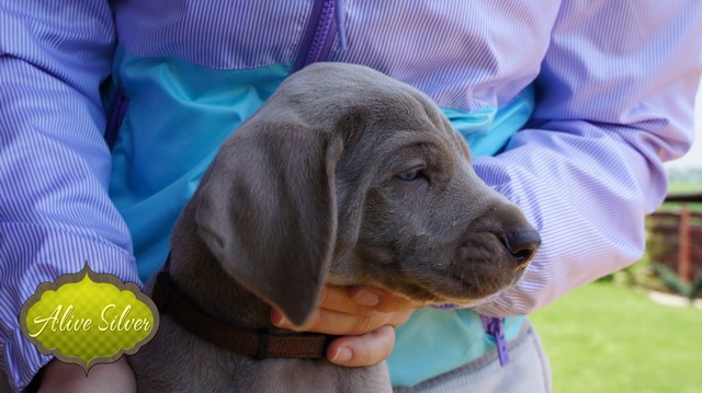 Miot F — 5 Weeks Puppies Weimaraner/Boys