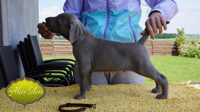Miot F — 5 Weeks Puppies Weimaraner/Boys