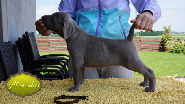 Miot F — 5 Weeks Puppies Weimaraner/Boys