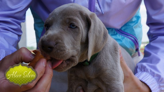 Miot F — 5 Weeks Puppies Weimaraner/Boys