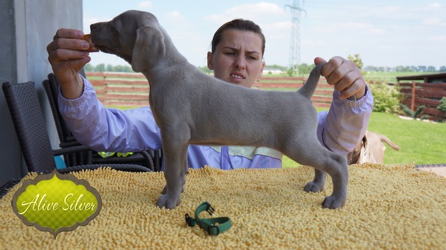 Miot F — 5 Weeks Puppies Weimaraner/Boys