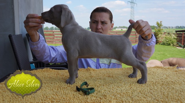 Miot F — 5 Weeks Puppies Weimaraner/Boys