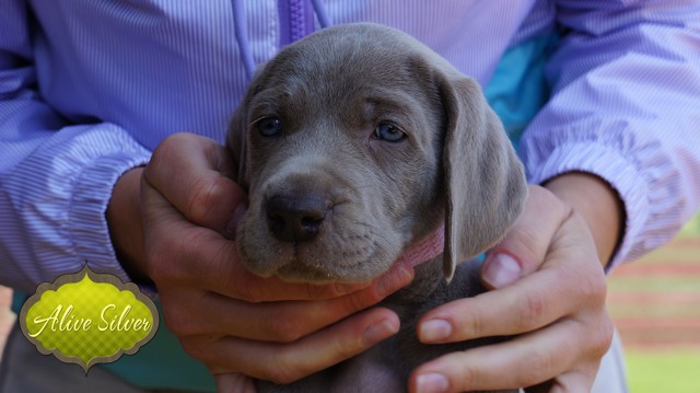 Miot F — 5 Weeks Puppies Weimaraner/Girls