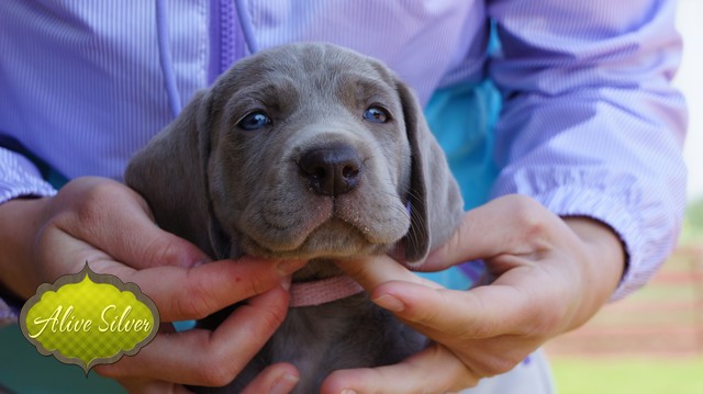 Miot F — 5 Weeks Puppies Weimaraner/Girls