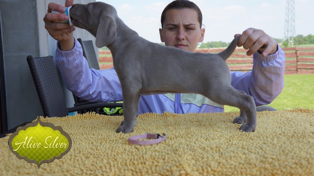 Miot F — 5 Weeks Puppies Weimaraner/Girls