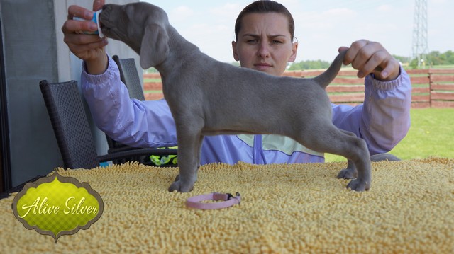 Miot F — 5 Weeks Puppies Weimaraner/Girls