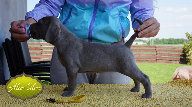 Miot F — 5 Weeks Puppies Weimaraner/Girls