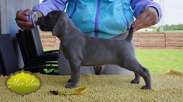 Miot F — 5 Weeks Puppies Weimaraner/Girls