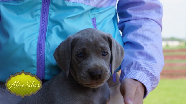 Miot F — 5 Weeks Puppies Weimaraner/Girls