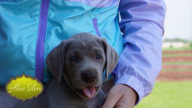 Miot F — 5 Weeks Puppies Weimaraner/Girls