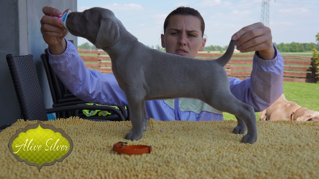 Miot F — 5 Weeks Puppies Weimaraner/Girls