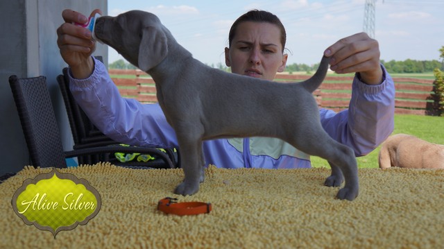 Miot F — 5 Weeks Puppies Weimaraner/Girls